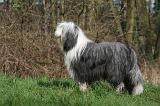 BEARDED COLLIE 348
